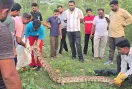 Python Snake: 50 किलो वजनी अजगर का किया रेस्क्यू 